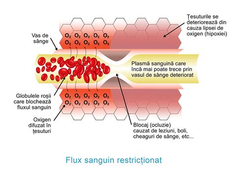 Diagramă flux sanguin fetal și localizarea placentei