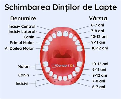 Schema ordinii de apariție a dinților de lapte la bebeluși
