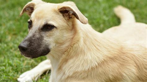 Semne de boală la bebeluș