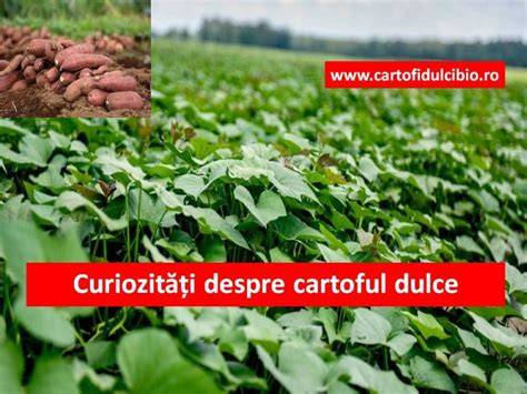 Imagini despre cartoful dulce: forme, culori, texturi