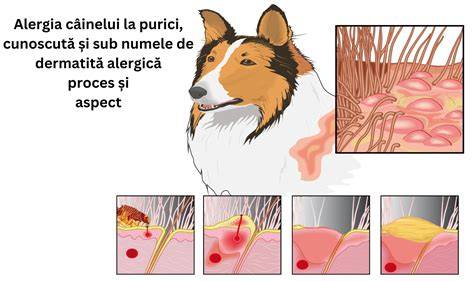 Diagramă de flux: de la suspiciune alergie la confirmare diagnostică și plan de tratament