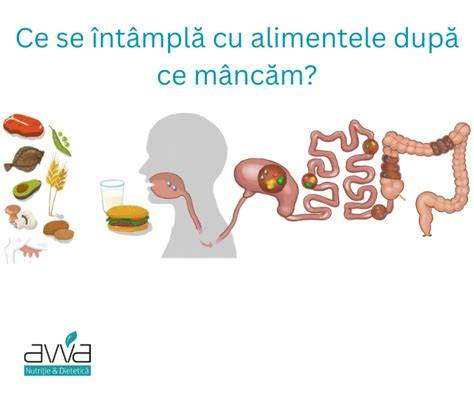 Infografie: traseul alimentelor naturale de la sursa la farfurie, cu roluri in detoxifiere, hidratare si energie