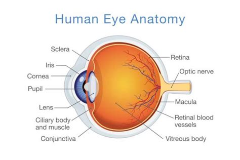 Ilustrație cu anatomia ochiului, evidențiind glandele sebacee și foliculii genelor
