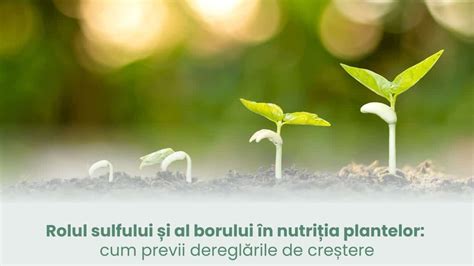 Diagrame: etapele diversificării și rolul iaurtului în alimentația bebelușului