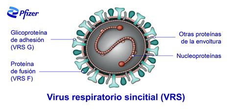 Diagrama virusului respirator sincitial (VRS)