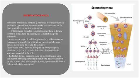 Diagramă a spermatogenezei în tubii seminiferi