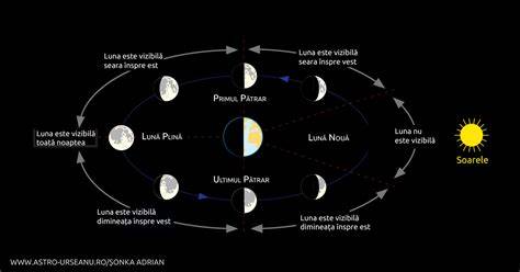 Diagramă: etapele diversificării pe luni