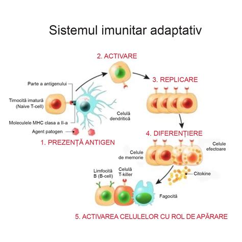 Diagrama sistemului imunitar reacționând la un antigen