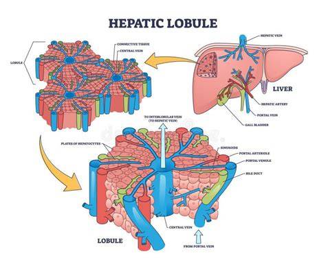 Schema citolizei hepatice și screening-ul hepatic la copii
