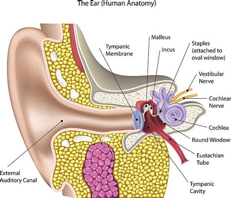 Diagrama anatomiei urechii