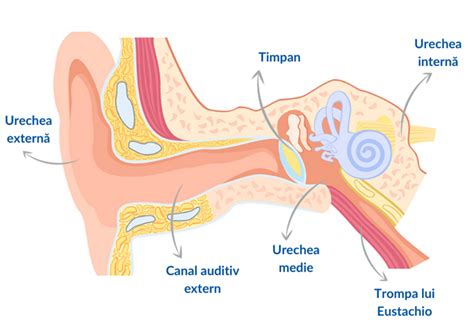 Anatomia urechii cu timpanul marcat