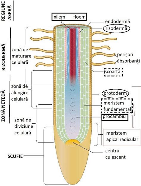 Schemă ilustrând perforarea timpanului