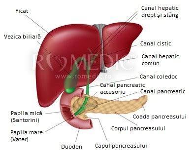 Figura: Cum se evaluează ficatul la ecografie - mărime, contur, textură, și relația cu vasele hepatice