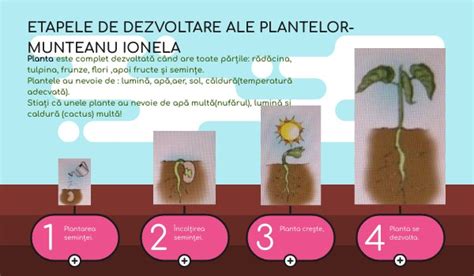 Ilustratie cu etapele de crestere ale papusii