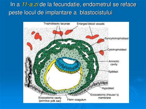 Schema implantării embrionare în mucoasa uterină