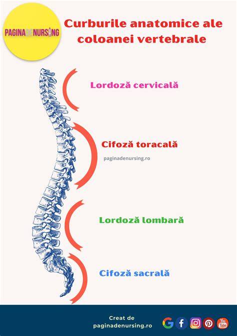 Infografic: prezintă curburile normale ale coloanei vertebrale în plan Sagital și frontal, dezvoltarea lor la bebe