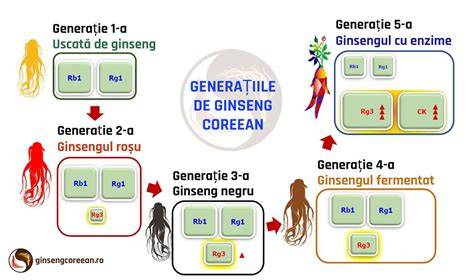 Figura: Tipuri de ginseng si principii active (ginsenozide, eleuterozide)