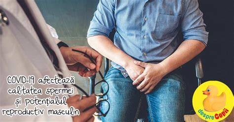 Diagrama: cum actioneaza ginsenozidele asupra fertilitatii masculine