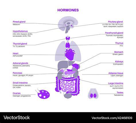 Diag_Body_Hormones_Couvade.png