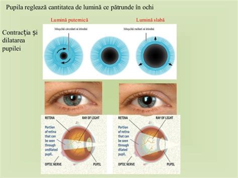 Diagrama ochiului uman cu pupila marcată