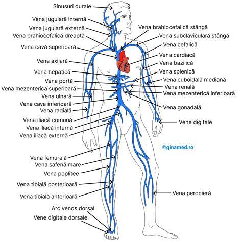 Schema fluxului sangvin în sarcină și efectul pozițiilor corpului asupra venei cava