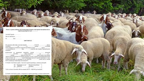 Informații despre retenția placentei la ovine și caprine - infografic despre ciclul nașterii, rolul placentei și semnele de alarmă