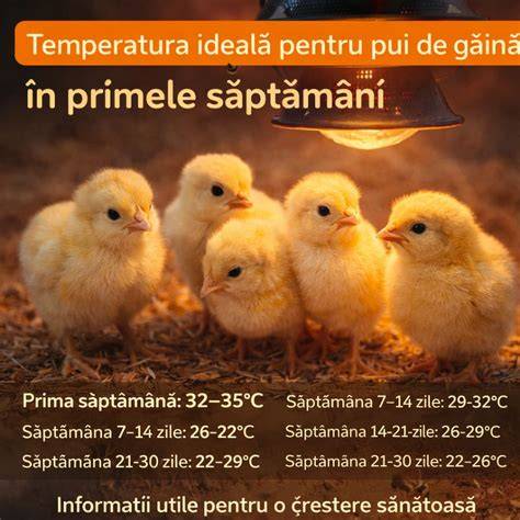 Diagrama creșterii mieilor în primele săptămâni