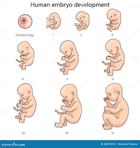 monitorizare_fetală_diagrama.jpg