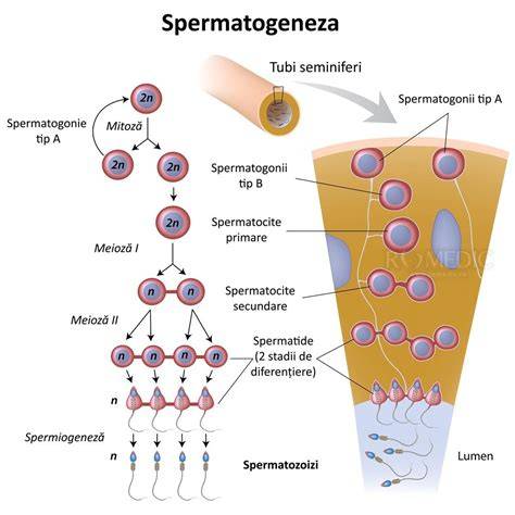 Spermatogeneză și motilitate: diagrama procesului de la celulele germinale la spermatozoizi