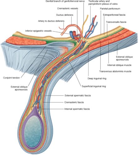 Anatomia testiculului și cordonului spermatic