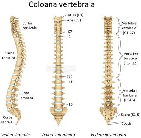 Imagine anatomie coloana vertebrala si discuri intervertebrale