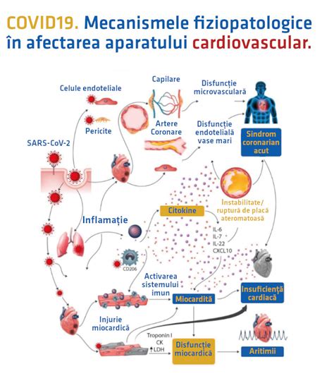 Schema explicativă a riscurilor cardiovasculare asociate AINS
