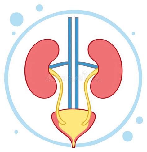 Diagramă a sistemului pielocaliceal cu uretere în sarcină