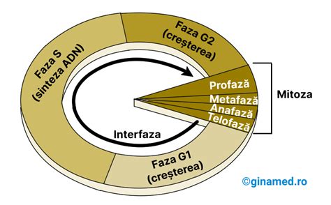 Diagrama ciclului celular și a apoptozei