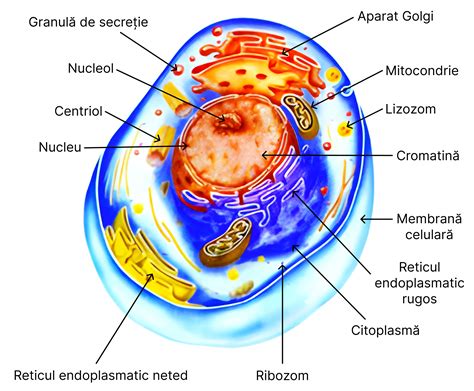 Structura unei celule apoptotice