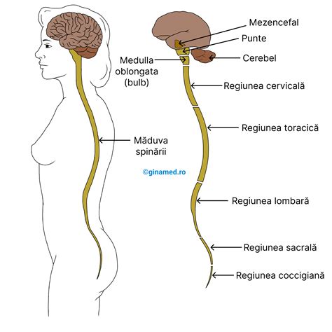 Diagrama sistemului nervos simpatic la copii