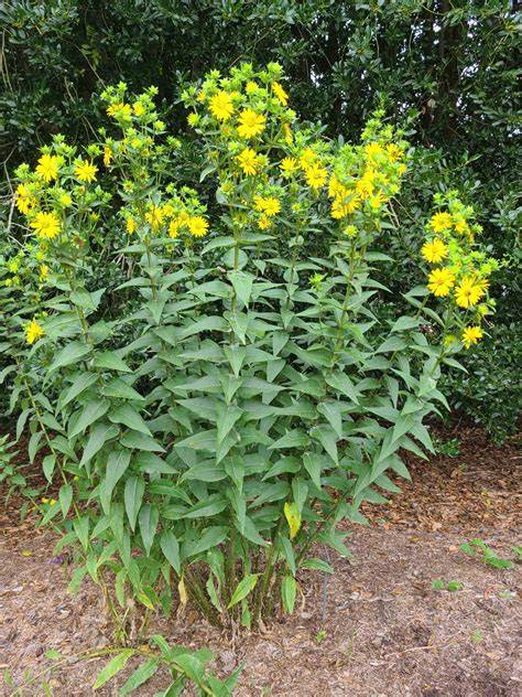 Imagine a unei plante antice asociate cu silphium, cu seedpod inima