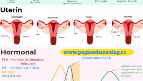 Calendarul ciclului menstrual și perioada fertilă