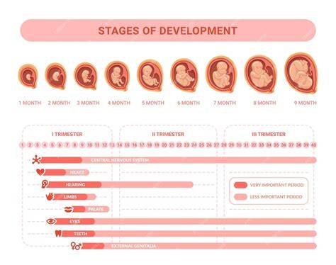 Infografic: Cronologia controalelor prenatale pe trimestre