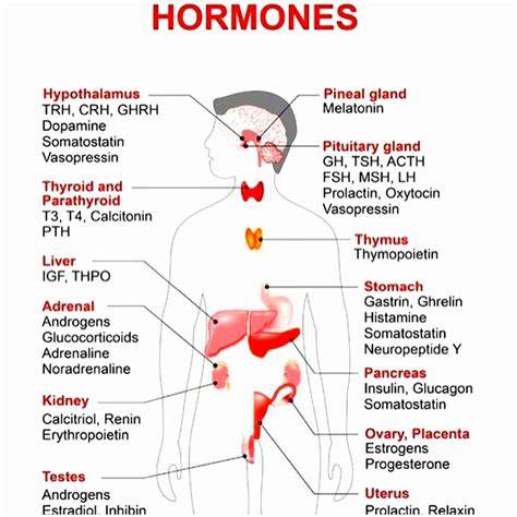 Diagrame despre raportul dintre alimentatie, hormoni si grasimea abdominala