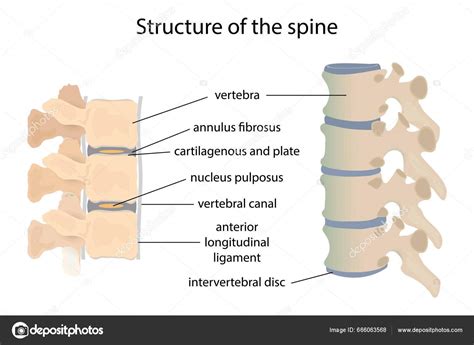 Ilustrație a coloanei vertebrale cu zona de injectare pentru rahianestezie