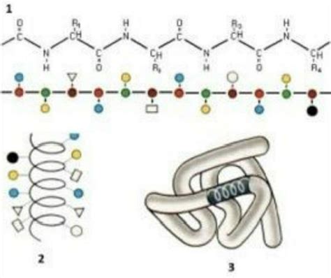 Structura proteică a laptelui hipoalergenic