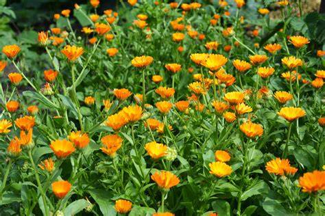 Infografic despre Calendula officinalis: compozitie, mod de preparare a cremei si principalele utilizari