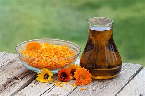 Infografic despre Calendula officinalis: proprietăți terapeutice, utilizări topice și moduri de aplicare