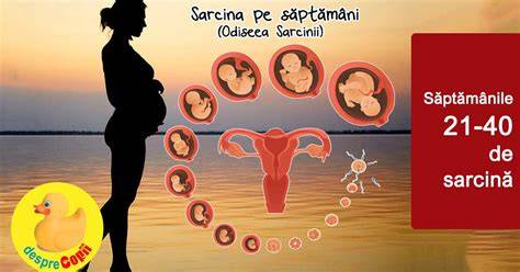 Infografic: Cresterea fatului pe saptamani, 0-40 de saptamani