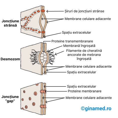 Schema structurală a stromii într-un organ generic cu vase, fibre și celule stromale