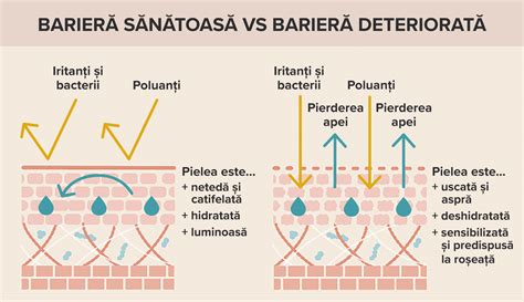 Infografic despre rolul ureei in hidratarea pielii si bariera cutanata