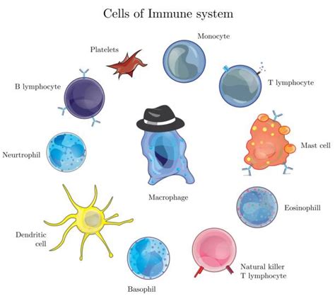 Diagrama sistemului imunitar uman