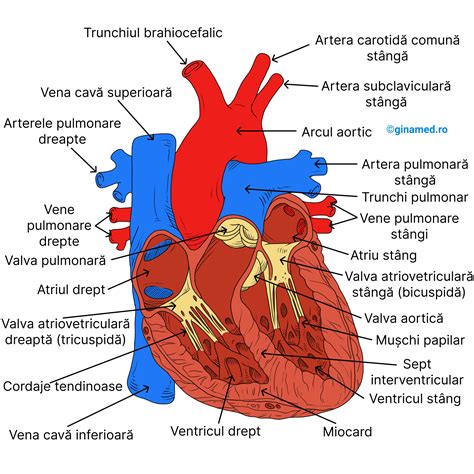 Infografic: structură inimă și trasee electrice în ventriculi