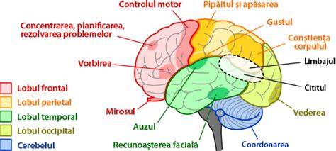 Diagramă cu structura creierului: lobii și funcțiile lor